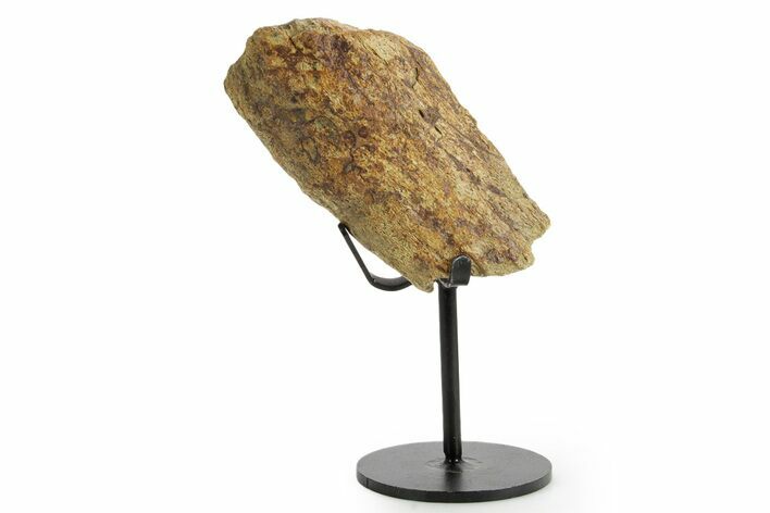 Fossil Triceratops Limb Section w/ Metal Stand - South Dakota #363581